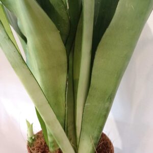 Sansevieria gwinejska Moonshine