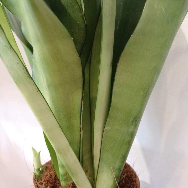 Sansevieria gwinejska Moonshine