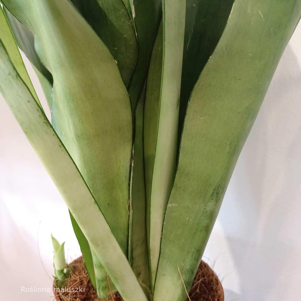 Sansevieria gwinejska Moonshine