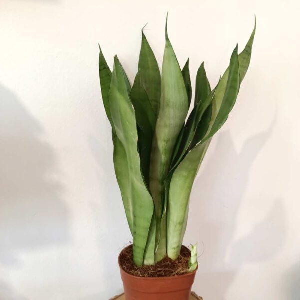 Sansevieria gwinejska Moonshine