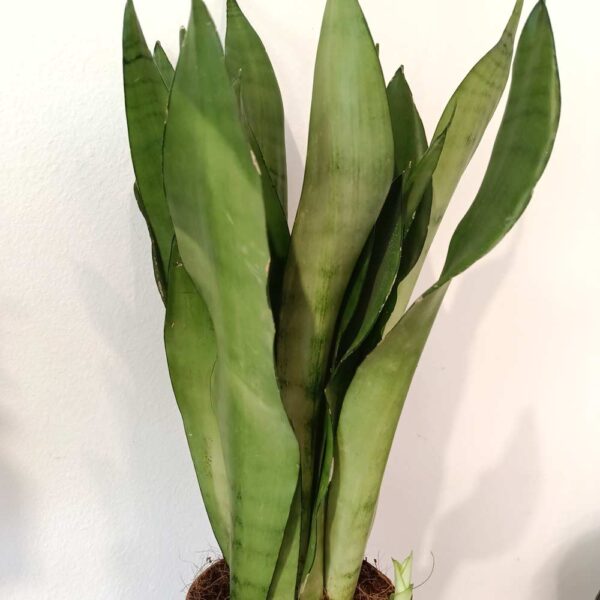 Sansevieria gwinejska Moonshine