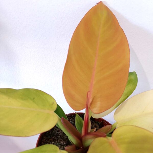 Filodendron Prince of Orange