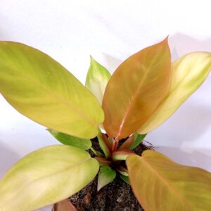 Filodendron Prince of Orange