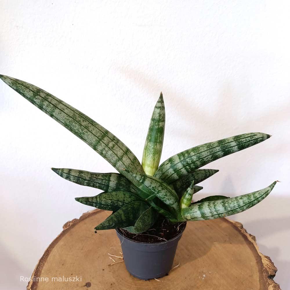 Sansevieria cylindrica Boncel