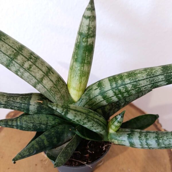 Sansevieria cylindrica Boncel