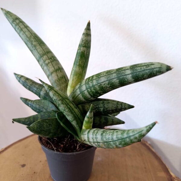 Sansevieria cylindrica Boncel