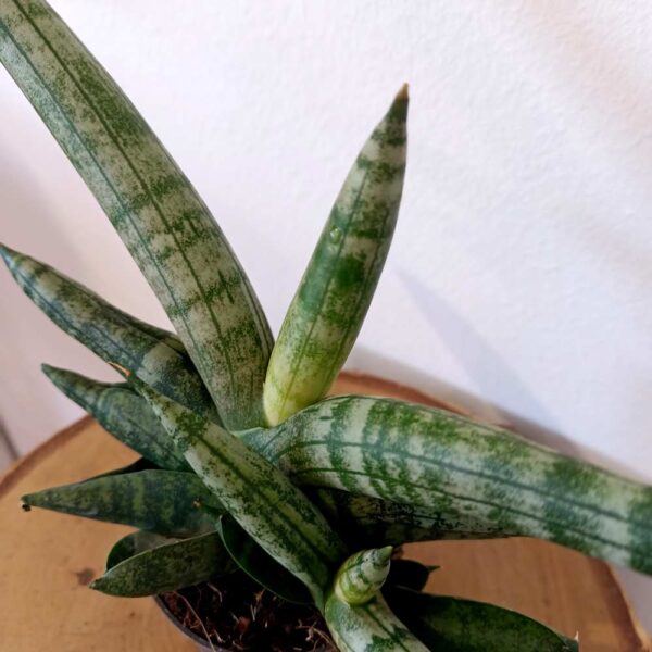 Sansevieria cylindrica Boncel