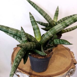 Sansevieria cylindrica Boncel