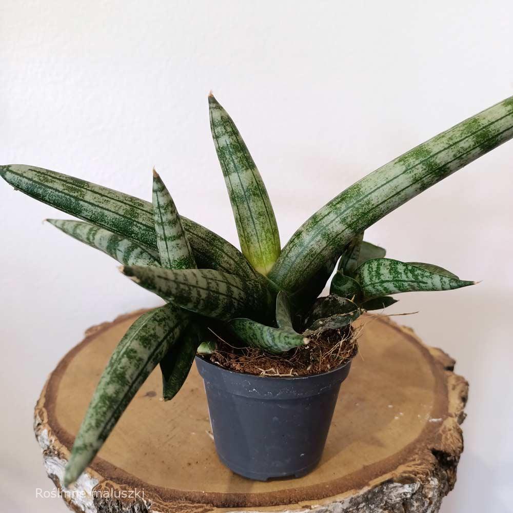 Sansevieria cylindrica Boncel