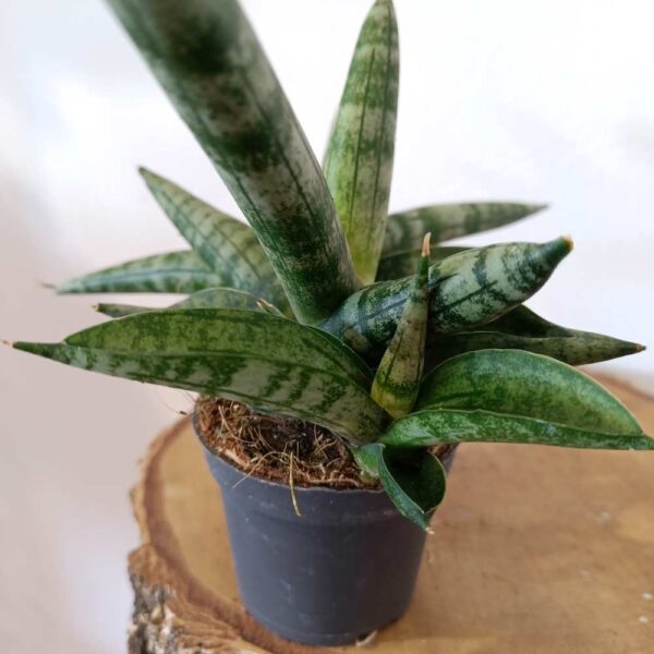 Sansevieria cylindrica Boncel