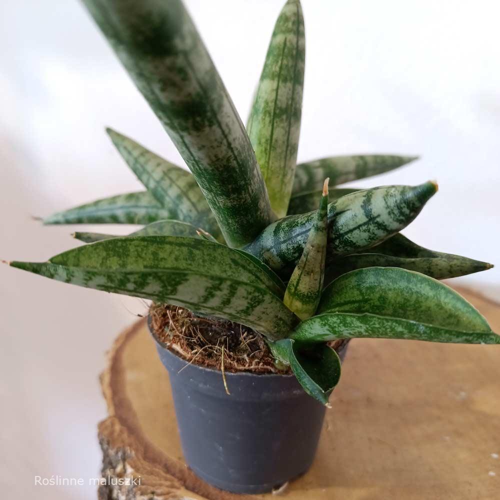 Sansevieria cylindrica Boncel