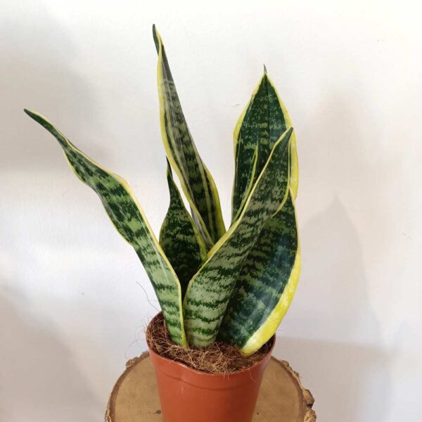 Sansevieria Futura Superba