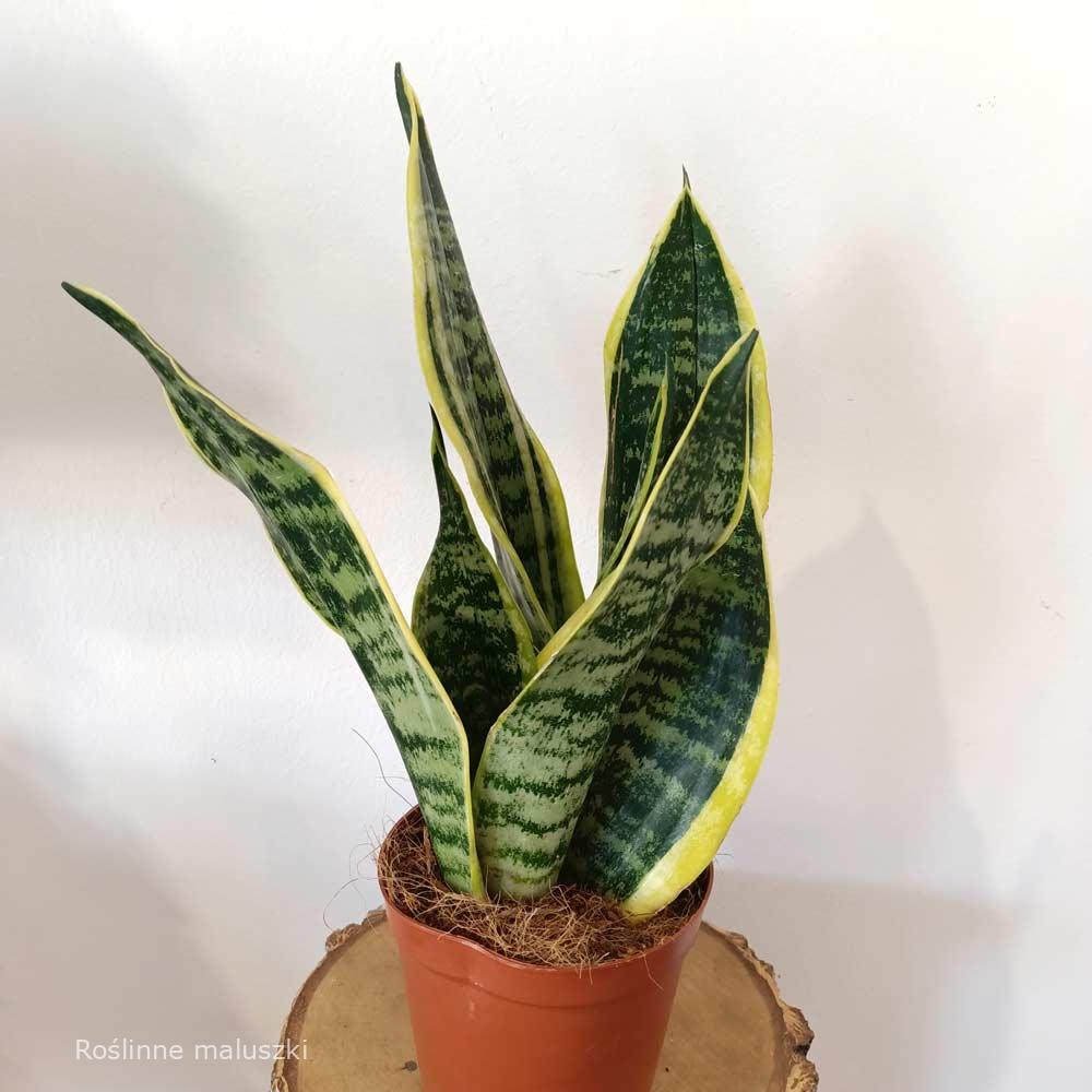 Sansevieria Futura Superba