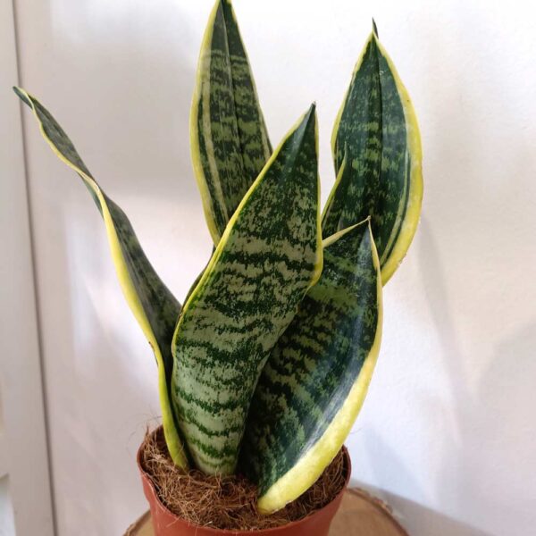 Sansevieria Futura Superba