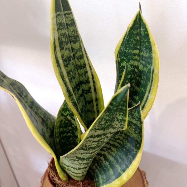 Sansevieria Futura Superba