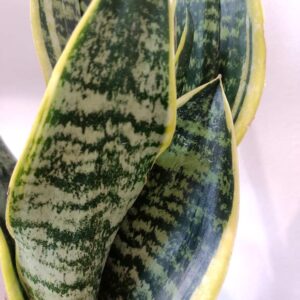 Sansevieria Futura Superba