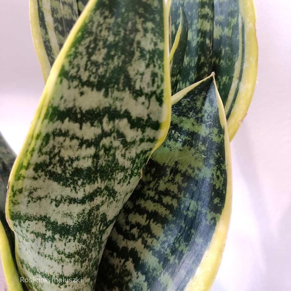 Sansevieria Futura Superba