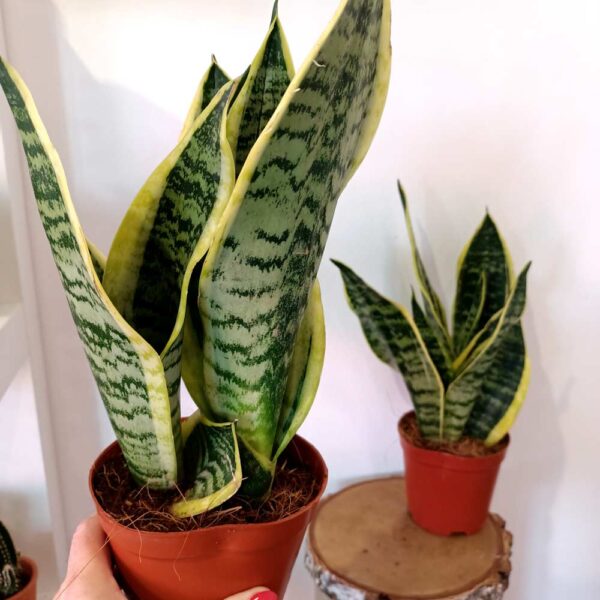 Sansevieria Futura Superba