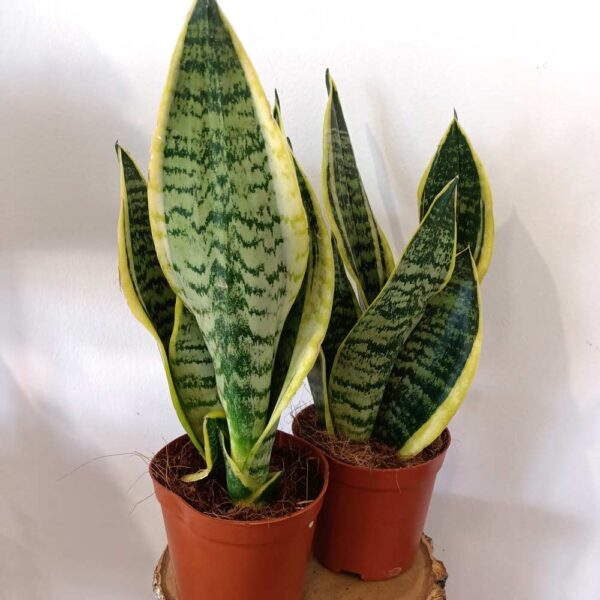 Sansevieria Futura Superba