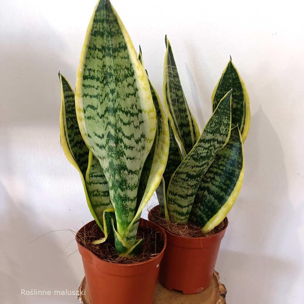 Sansevieria Futura Superba