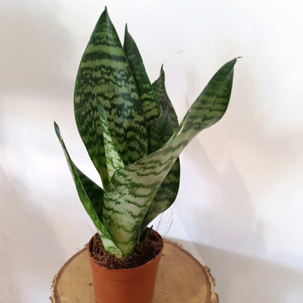 Sansevieria Zeylanica