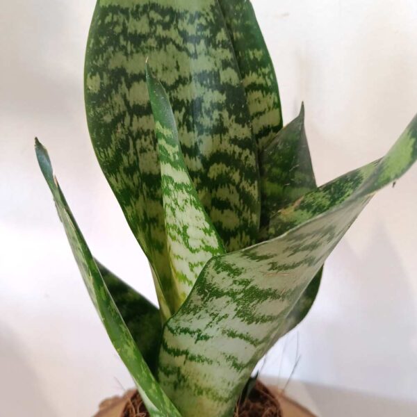 Sansevieria Zeylanica