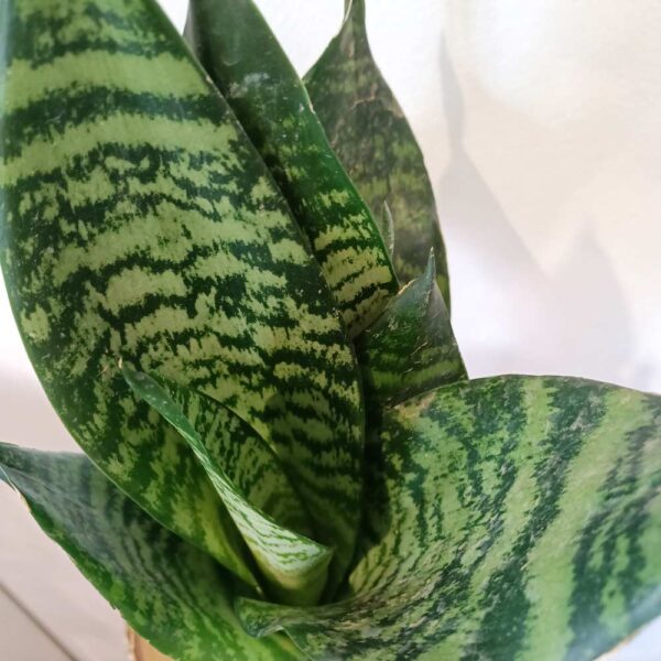 Sansevieria Zeylanica