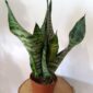 Sansevieria Zeylanica