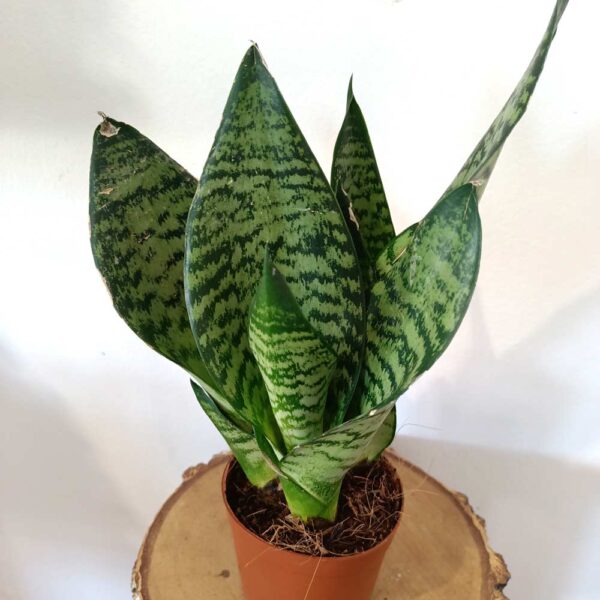 Sansevieria Zeylanica