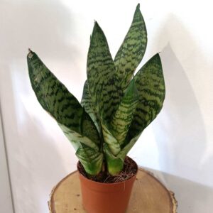 Sansevieria Zeylanica