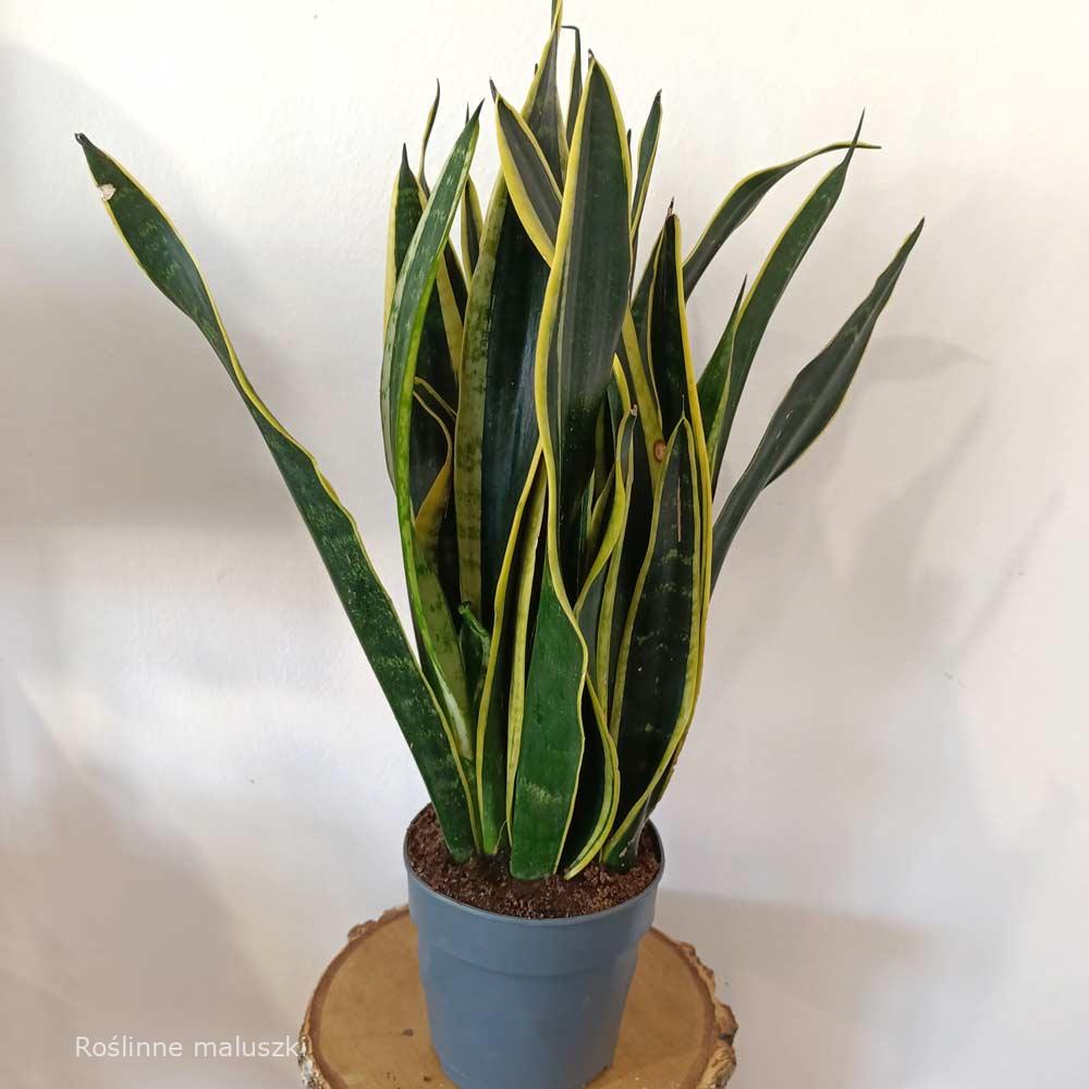 Sansevieria Black Gold