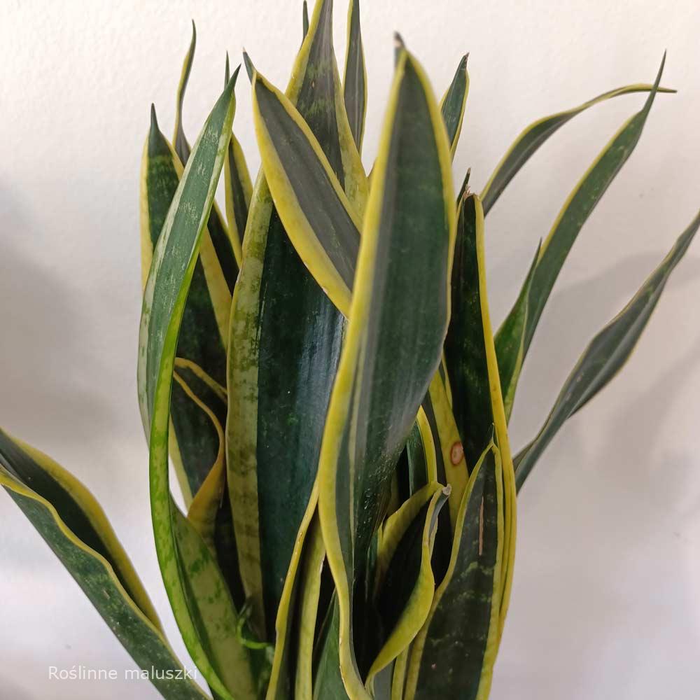 Sansevieria Black Gold