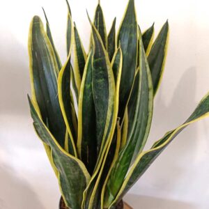 Sansevieria Black Gold