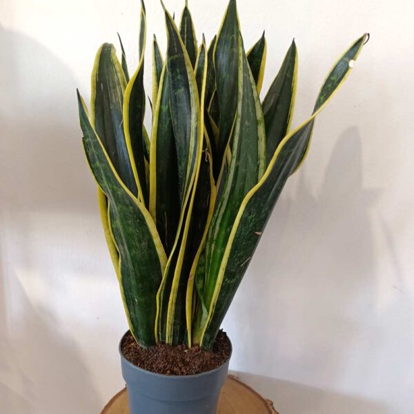 Sansevieria Black Gold