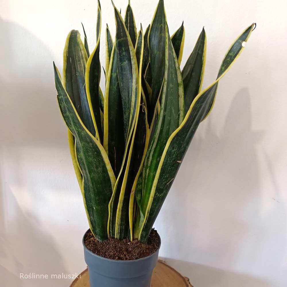 Sansevieria Black Gold