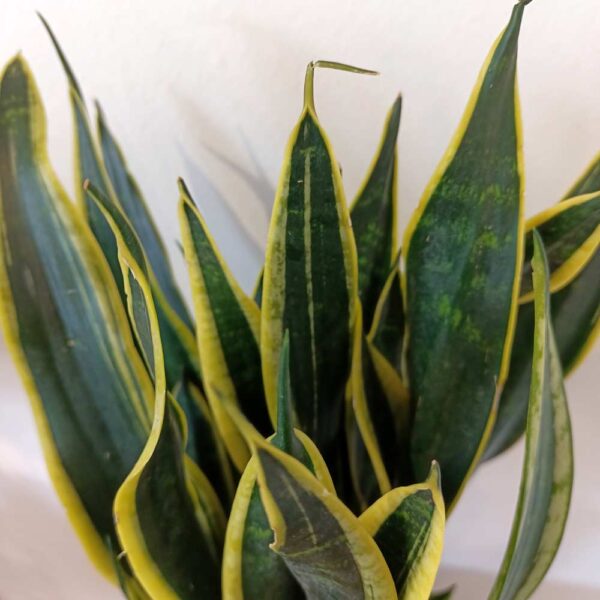 Sansevieria Black Gold