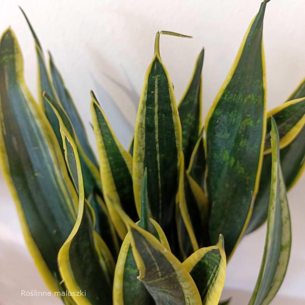 Sansevieria Black Gold