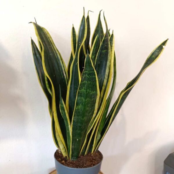 Sansevieria Black Gold