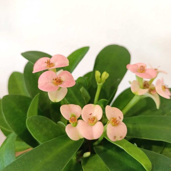 Euphorbia milli