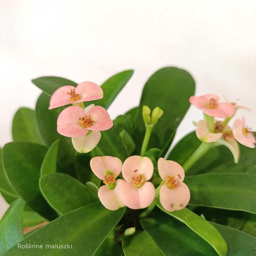 Euphorbia milli