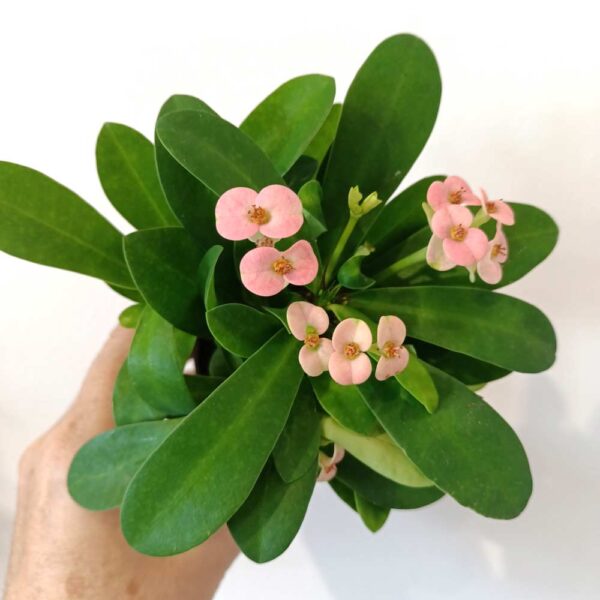 Euphorbia milli