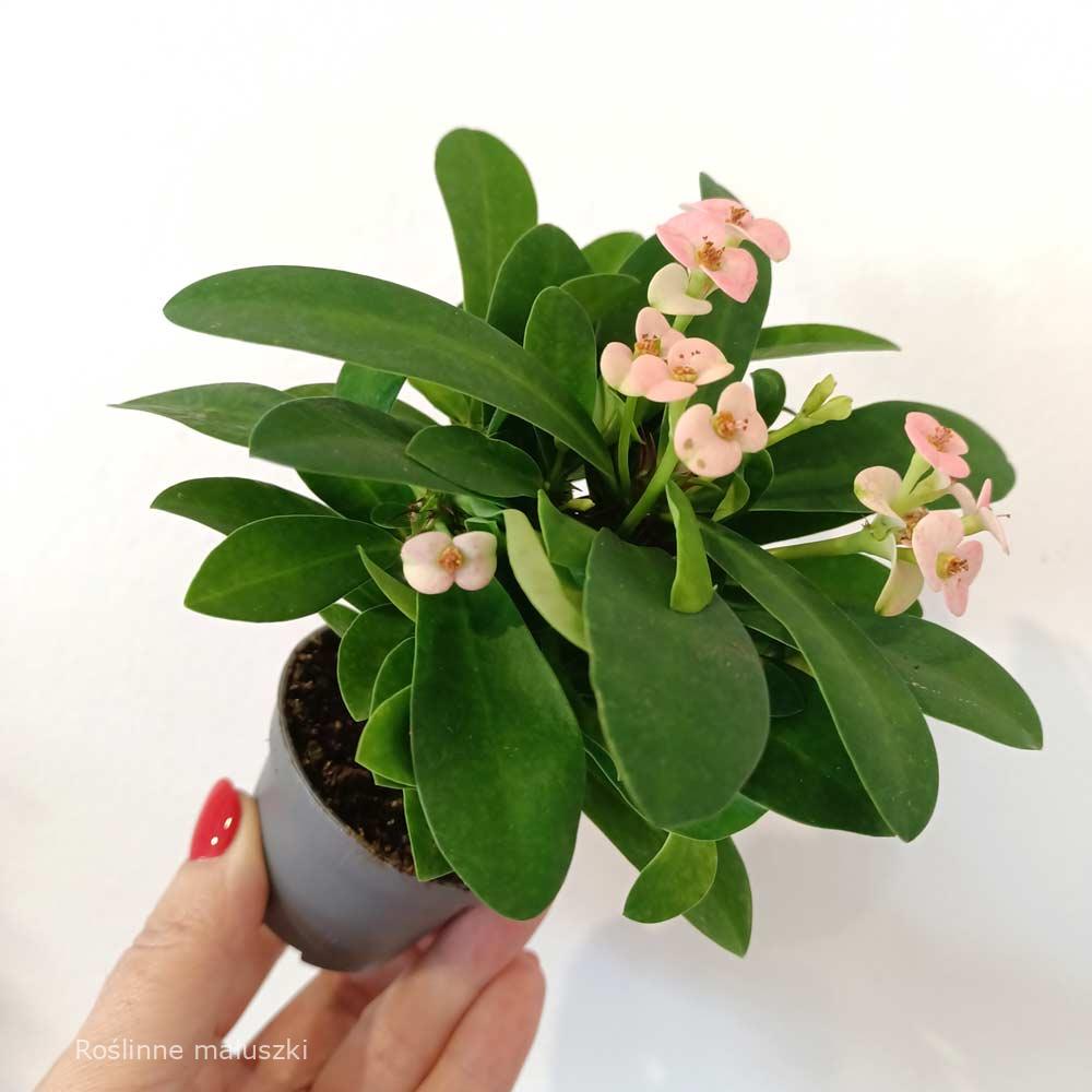 Euphorbia milli