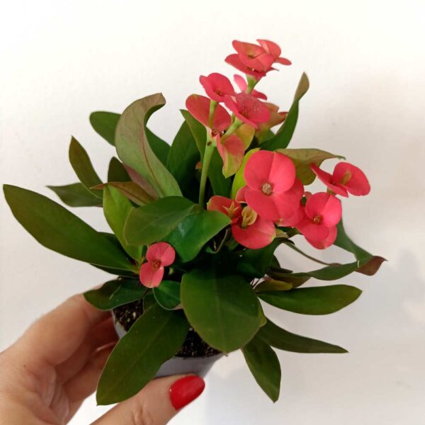 Euphorbia milli