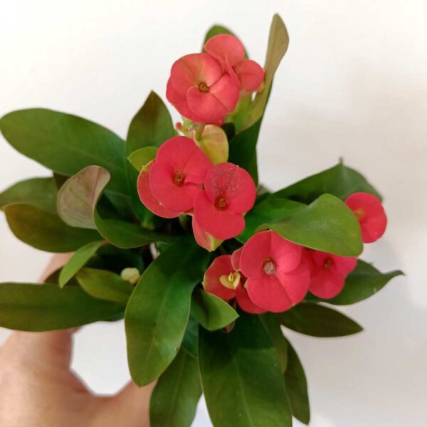 Euphorbia milli