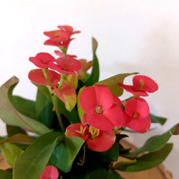 Euphorbia milli