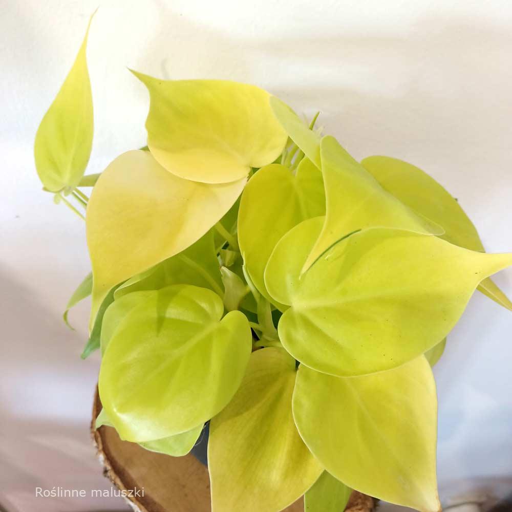 Filodendron sc. Lemon Lime