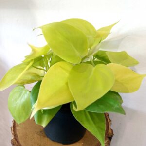 Filodendron sc. Lemon Lime