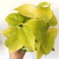 Filodendron sc. Lemon Lime