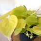 Filodendron sc. Lemon Lime