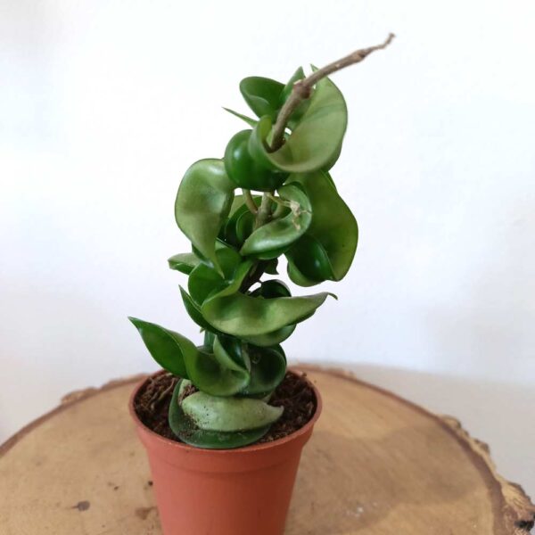 Hoya Compacta